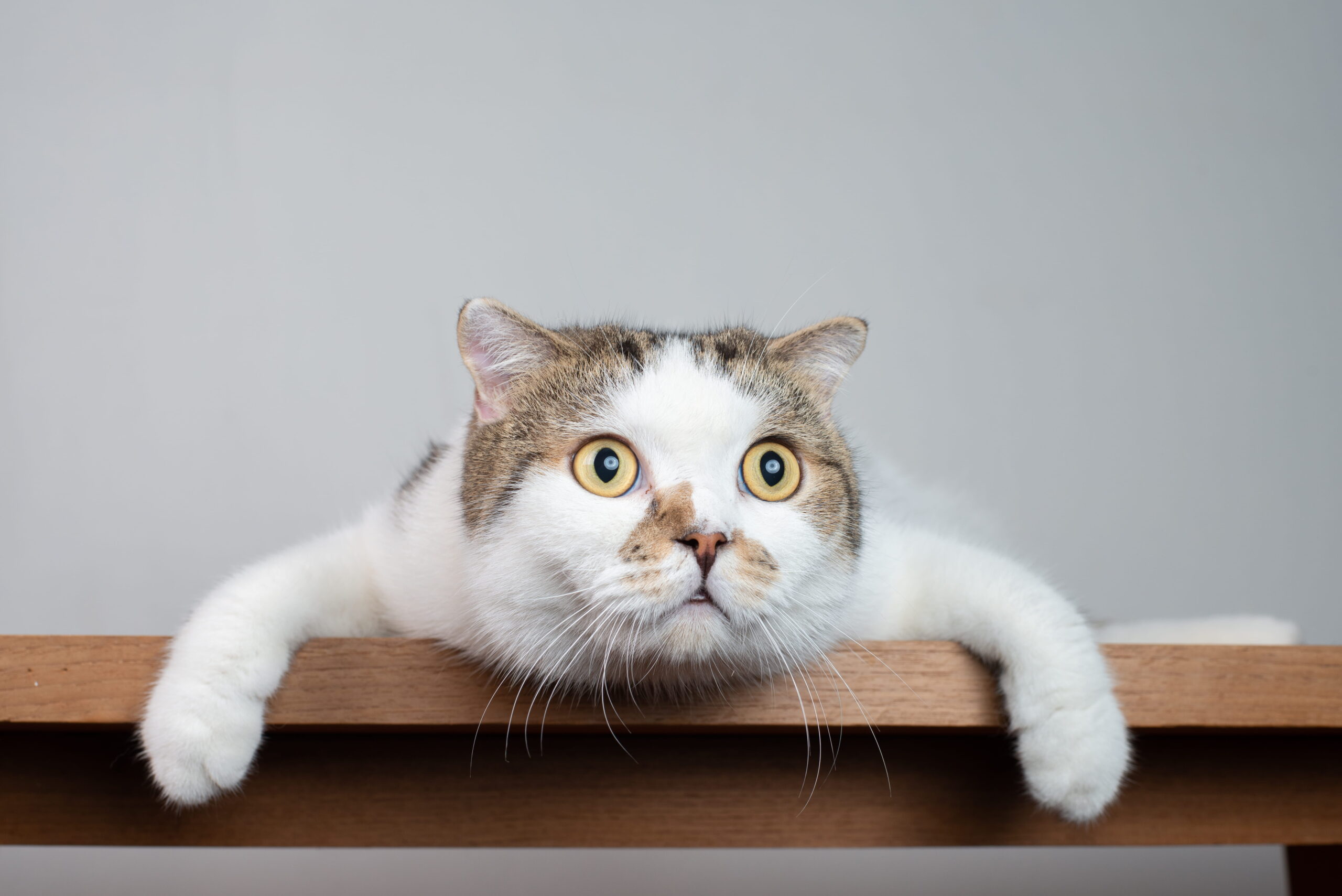 portrait-photo-of-scottish-fold-cat-with-shocking-face-and-wide-open-eyes (1)